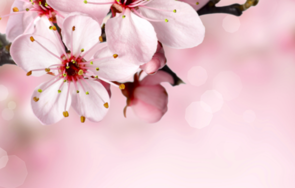 Spring Newsletter 2024: Judging underway, London Marathon on the way