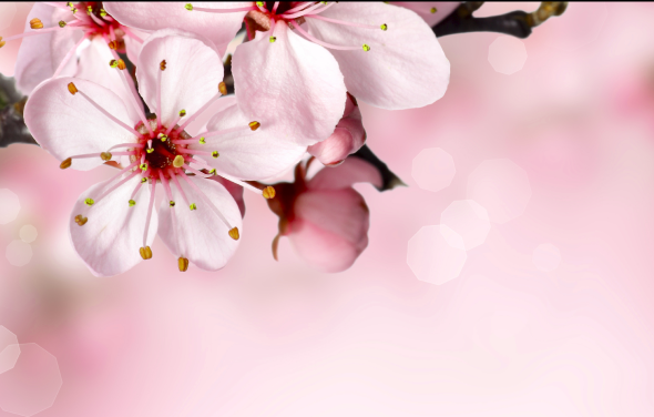 Spring Newsletter: Welcome to our new Trustees